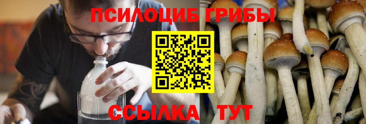 Псилоцибиновые грибы Cubensis  где найти   Ирбит  Вход с VPN 